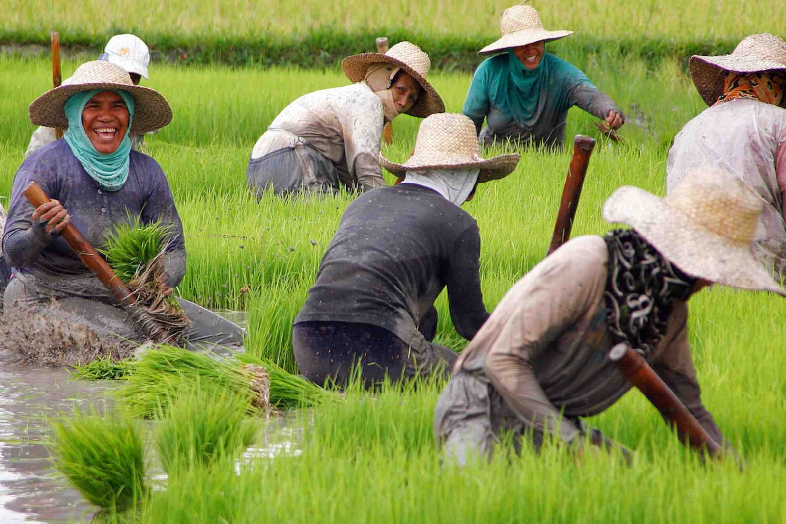 Program Pemerintah untuk Reformasi Pertanian