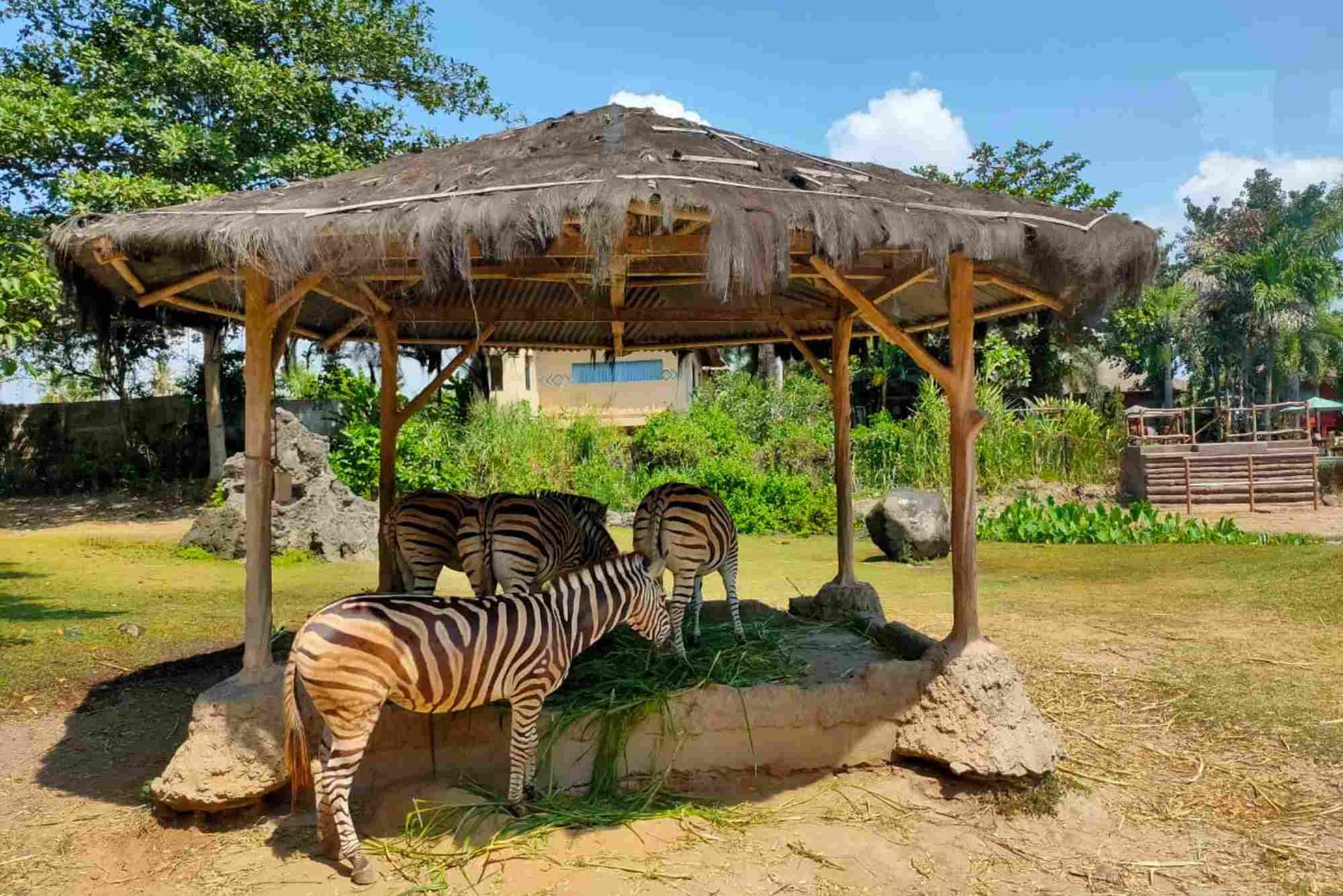 Wisata Safari Terbaik yang Harus Dicoba
